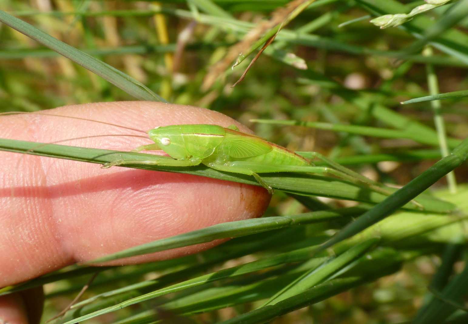 Conocephalidae